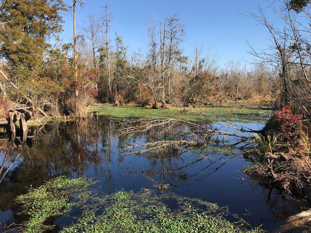 Pocosin lakes